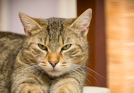 La casa a misura di gatto, eccola